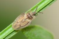 Dictyonota fuliginosa