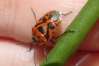 Eurydema ornata