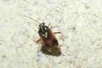 Lygus pratensis