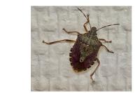 Halyomorpha halys