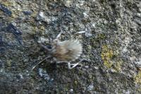 Halyomorpha halys