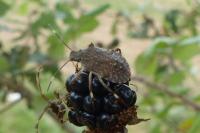 Halyomorpha halys