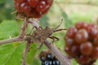 Coreus marginatus