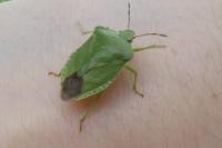 Piezodorus lituratus