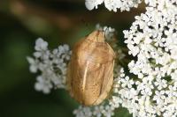 Eurygaster austriaca