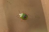 Nezara viridula