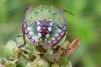 Nezara viridula