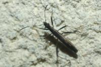 Micrelytra fossularum