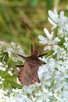 Coreus marginatus