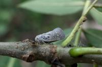 Metcalfa pruinosa