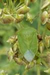 Nezara viridula