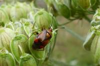 Deraeocoris ruber