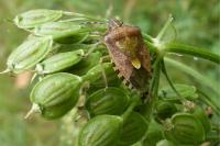 Dolycoris baccarum