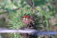 Carpocoris purpureipennis