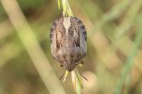 Eurygaster maura