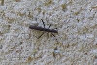 Micrelytra fossularum