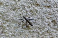 Micrelytra fossularum