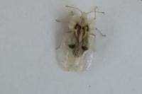 Corythucha ciliata