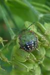 Nezara viridula