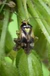 Orthops
