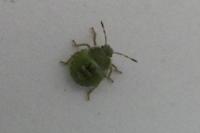 Palomena prasina
