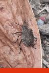 Halyomorpha halys