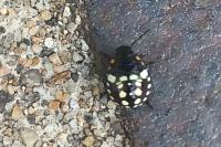 Nezara viridula