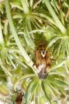 Lygus pratensis
