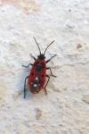 Melanocoryphus albomaculatus
