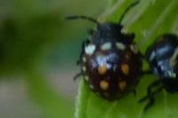 Nezara viridula