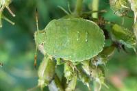 Palomena prasina