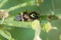 Orthops