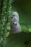 Metcalfa pruinosa