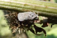 Metcalfa pruinosa