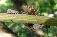Metcalfa pruinosa