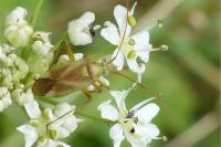 Adelphocoris lineolatus