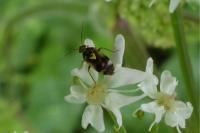 Orthops