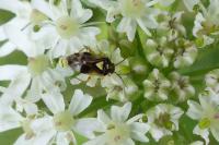 Orthops