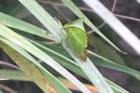 Stictocephala alta