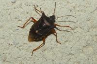 Pentatoma rufipes