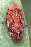Philaenus spumarius