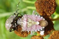 Dolycoris baccarum