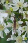 Dicyphus