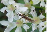Dicyphus