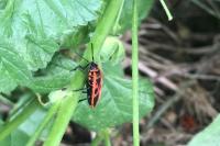 Pyrrhocoris apterus