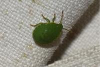 Palomena prasina