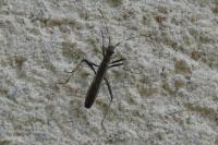 Micrelytra fossularum
