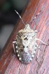 Rhaphigaster nebulosa