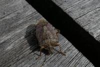 Halyomorpha halys