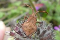 Coreus marginatus